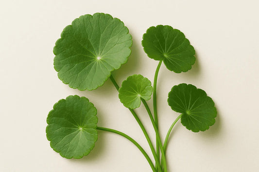 COMO A CENTELLA ASIÁTICA REGENERA E FORTALE A SUA PELE